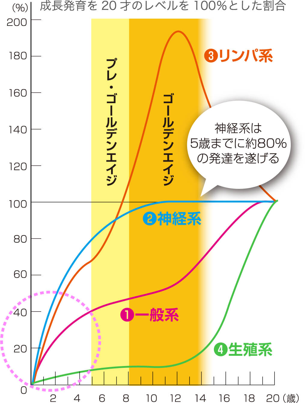 スキャモンの発達・発育曲線